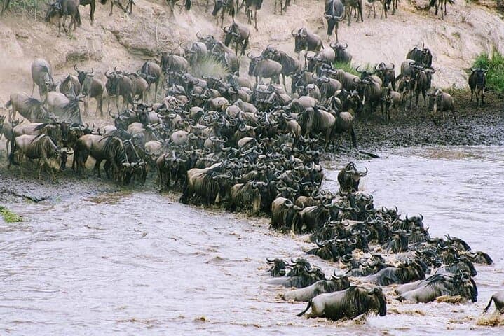 3-Day Budget Masai Mara Safari: Great Migration & Big Five Adventure