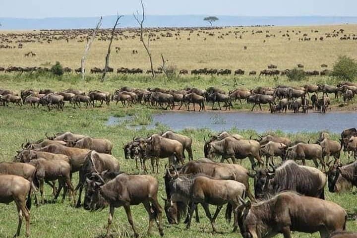3-Day Budget Masai Mara Safari: Great Migration & Big Five Adventure photo 2
