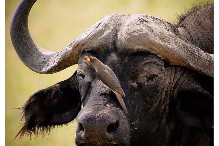 3-Day Budget Masai Mara Safari: Great Migration & Big Five Adventure photo 3