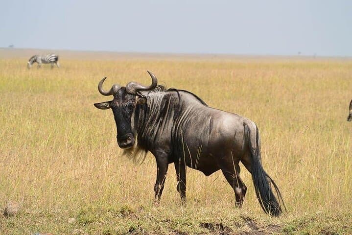 3-Day Budget Masai Mara Safari: Great Migration & Big Five Adventure photo 6