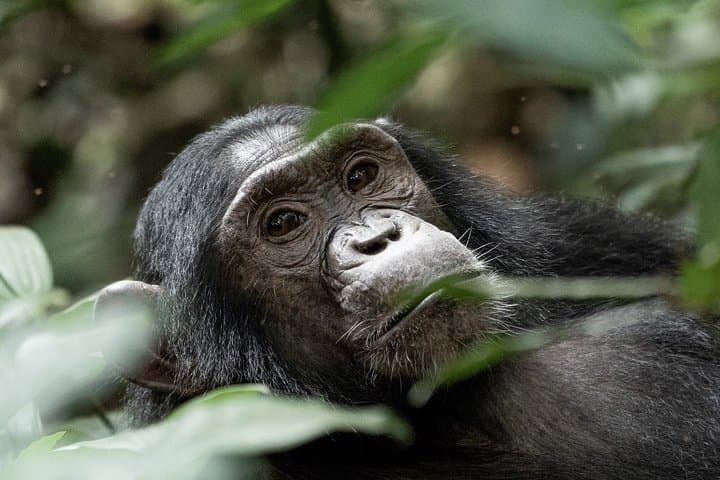 11 Days Classic Wildlife of Uganda — Gorilla Trekking & Safari Adventure