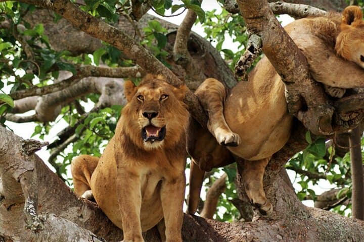 11 Days Classic Wildlife of Uganda — Gorilla Trekking & Safari Adventure photo 3