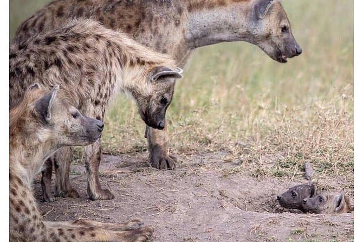 4-Day Budget Safari: Masai Mara & Lake Nakuru Wildlife Experience photo 2