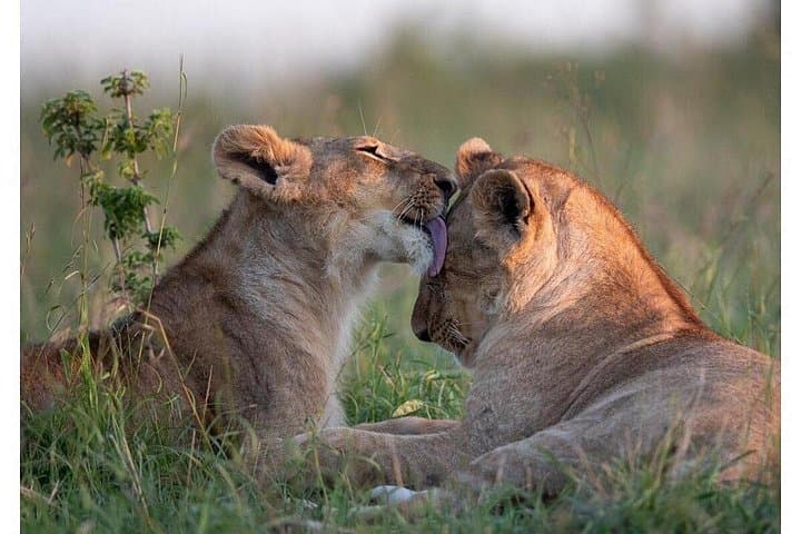 4-Day Budget Safari: Masai Mara & Lake Nakuru Wildlife Experience photo 1