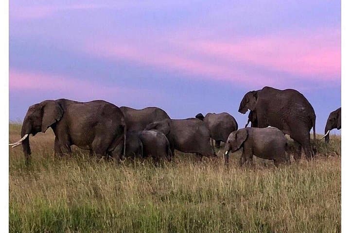 4-Day Budget Safari: Masai Mara & Lake Nakuru Wildlife Experience photo 3