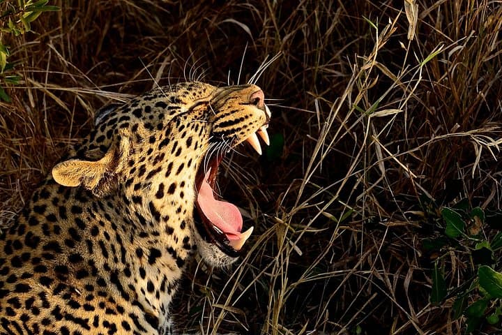Hluhluwe-Imfolozi Safari Day Tour from Durban — Big Five Game Drive photo 2