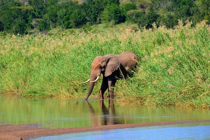 Hluhluwe-Imfolozi Safari Day Tour from Durban — Big Five Game Drive photo 3