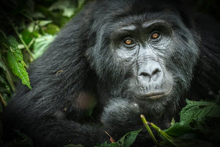 8-Day Gorilla and Chimp Trekking in Uganda: Bwindi, Kibale & Queen Elizabeth