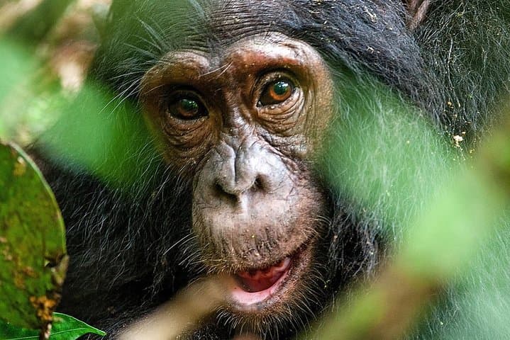 8-Day Gorilla and Chimp Trekking in Uganda: Bwindi, Kibale & Queen Elizabeth photo 3