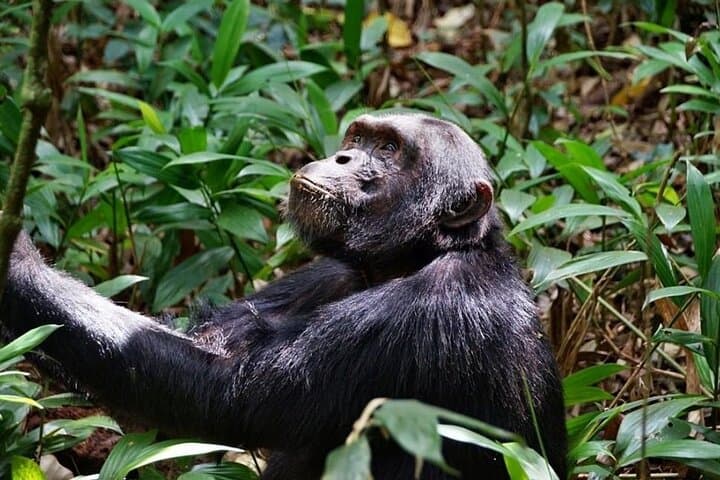 8-Day Gorilla and Chimp Trekking in Uganda: Bwindi, Kibale & Queen Elizabeth photo 4