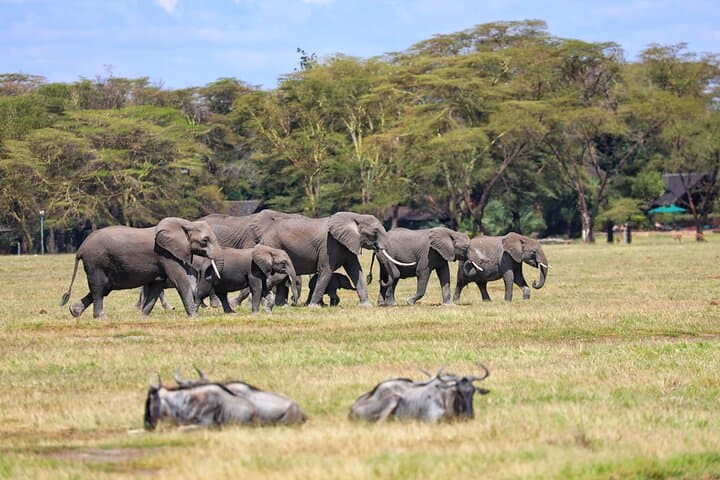 6-Day Masai Mara, Lake Nakuru & Amboseli 4x4 Jeep Safari from Nairobi photo 3