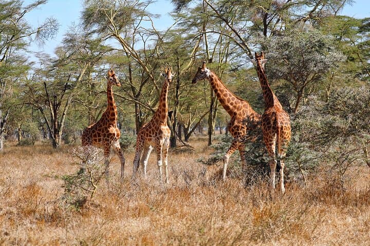 6-Day Masai Mara, Lake Nakuru & Amboseli 4x4 Jeep Safari from Nairobi photo 2