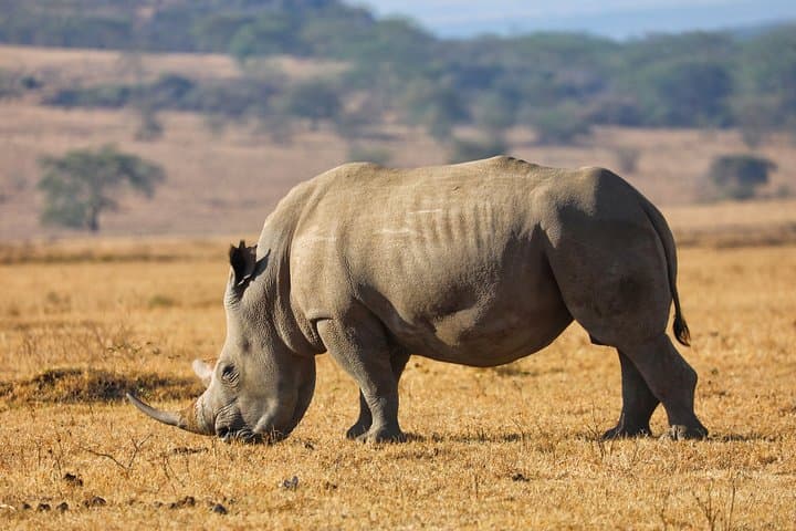 6-Day Masai Mara, Lake Nakuru & Amboseli 4x4 Jeep Safari from Nairobi photo 4