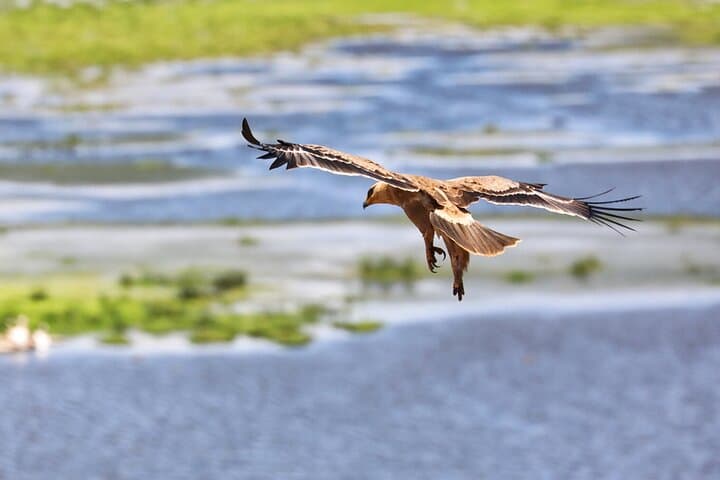 6-Day Masai Mara, Lake Nakuru & Amboseli 4x4 Jeep Safari from Nairobi photo 5