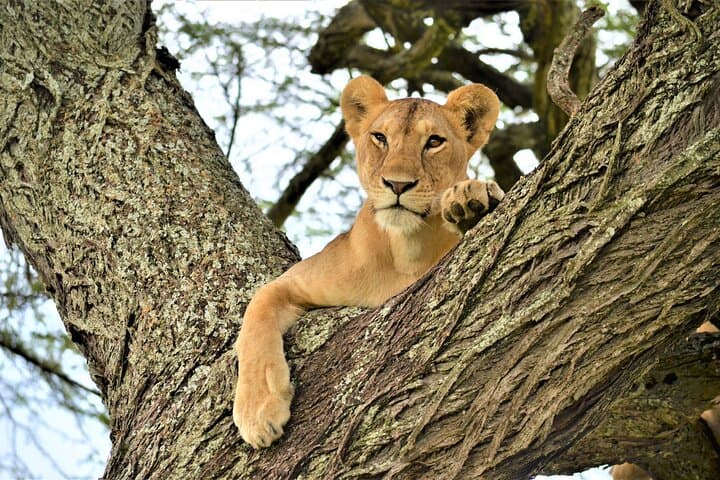 Green Season Safari: 8-Day Great Migration & Ngorongoro Crater Adventure