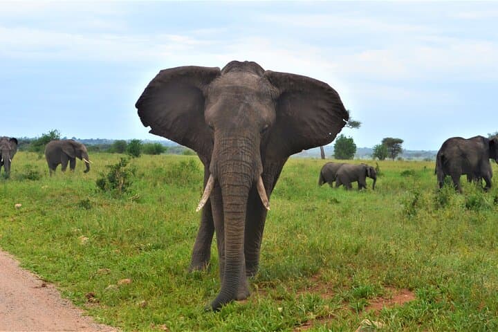 Green Season Safari: 8-Day Great Migration & Ngorongoro Crater Adventure photo 2