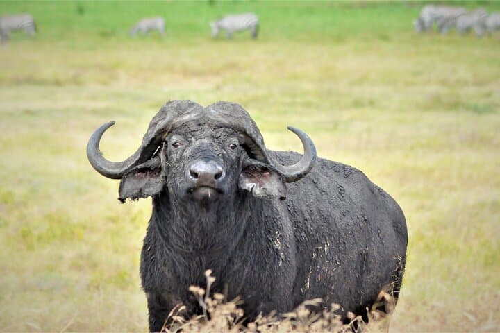 Green Season Safari: 8-Day Great Migration & Ngorongoro Crater Adventure photo 3