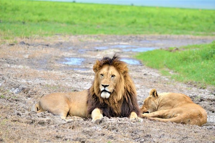 Green Season Safari: 8-Day Great Migration & Ngorongoro Crater Adventure photo 4