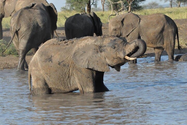 Green Season Safari: 8-Day Great Migration & Ngorongoro Crater Adventure photo 5