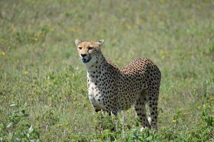 Green Season Safari: 8-Day Great Migration & Ngorongoro Crater Adventure photo 6