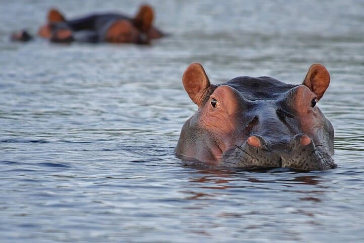 4-Day All-Inclusive Safari: Boteti, Makgadikgadi & Okavango Delta