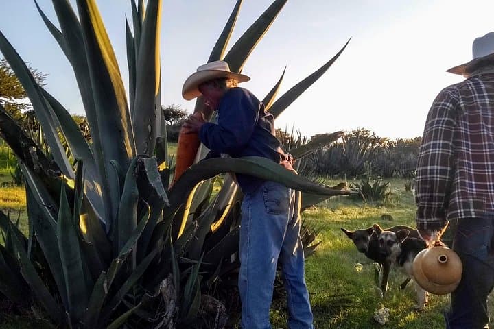 Pulque Ranch Day Trip in Tepotzotlán: Agave Fields & Cooking Workshop photo 2