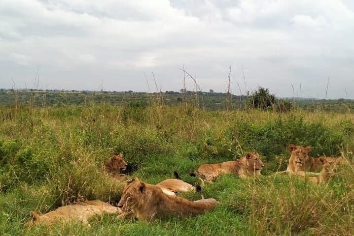 Inside Nairobi National Park: A Half-Day Game Drive Experience on the City’s Wild Edge photo 4