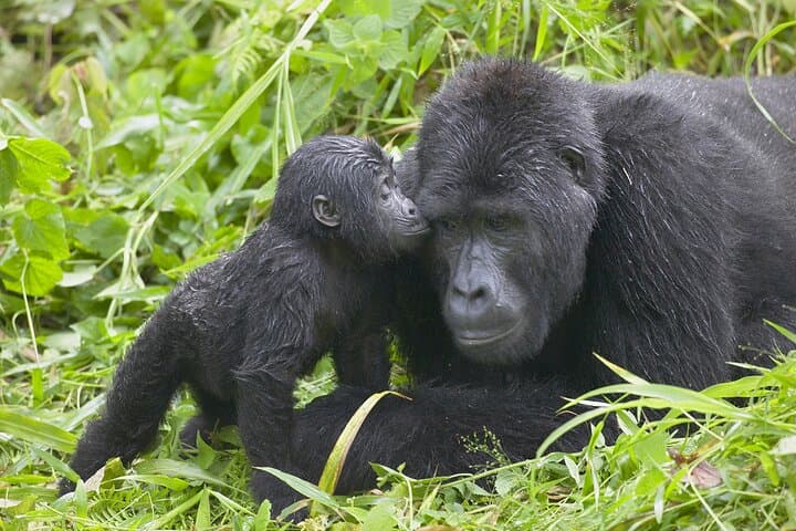 6-Day Mgahinga Gorilla and Golden Monkey Trekking Adventure, Uganda photo 6