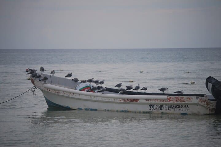 Isla Holbox Birdwatching Boat Tour from Chiquilá photo 4
