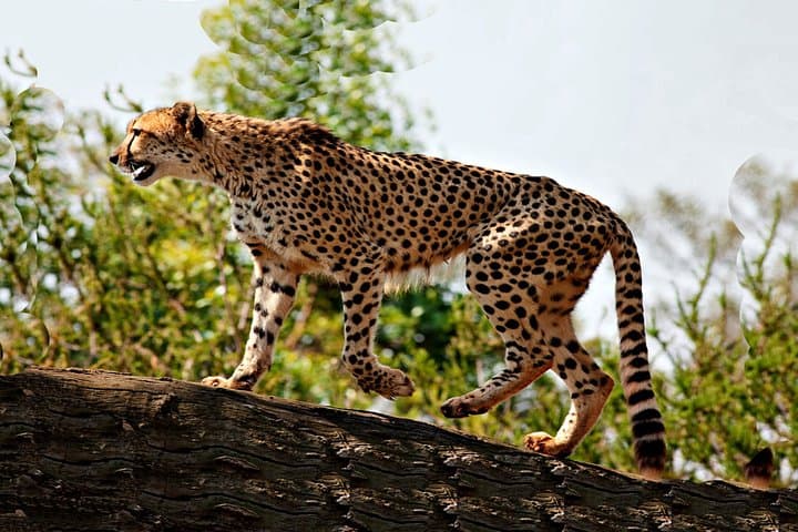 8-Day Uganda Game Safari: Kidepo Valley, Ziwa Rhinos & Sipi Falls Adventure