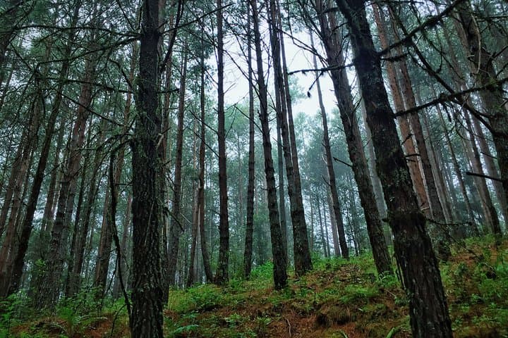 Mountain Biking La Cumbre Ixtepeji: Enduro Trails from Oaxaca City photo 2