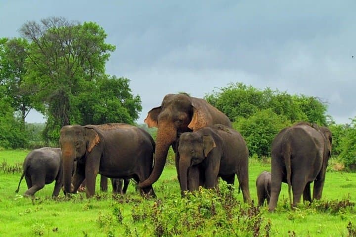 Hurulu Eco Park Safari From Sigiriya — Morning & Afternoon Elephant Jeep Safari photo 2