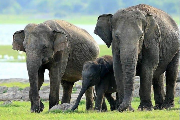 Hurulu Eco Park Safari From Sigiriya — Morning & Afternoon Elephant Jeep Safari