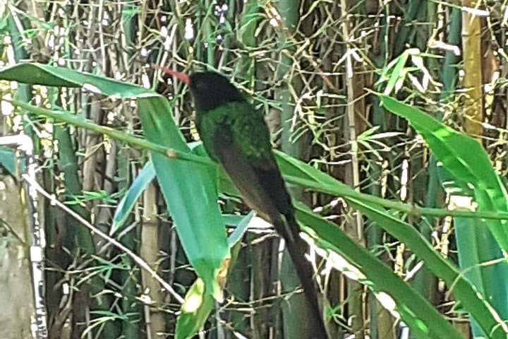 Negril Day Trip: Ricks Cafe, Hummingbird Garden & Seven Mile Beach from Montego Bay photo 4