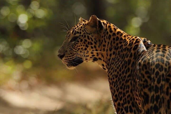 Wilpattu National Park Private Game Drive — Leopard & Elephant Safari in Sri Lanka