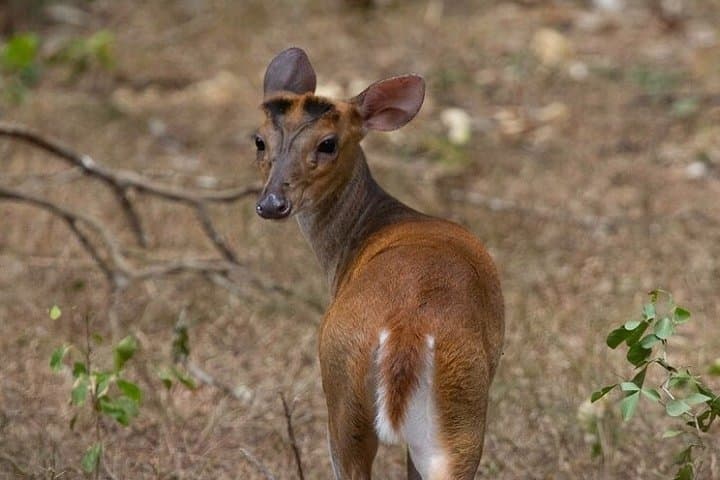 Wilpattu National Park Private Game Drive — Leopard & Elephant Safari in Sri Lanka photo 5