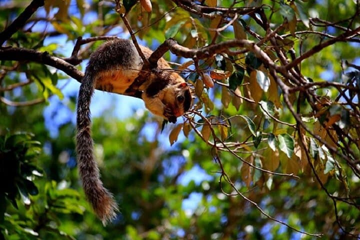 Wilpattu National Park Private Game Drive — Leopard & Elephant Safari in Sri Lanka photo 4