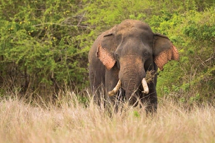 Wilpattu National Park Private Game Drive — Leopard & Elephant Safari in Sri Lanka photo 2