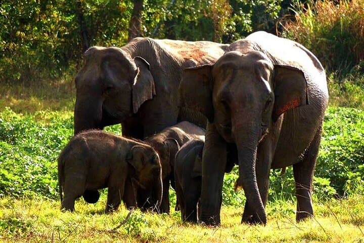 Hurulu Eco Park Safari From Sigiriya — Morning & Afternoon Elephant Jeep Safari photo 6
