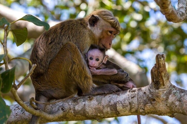 Wilpattu National Park Private Game Drive — Leopard & Elephant Safari in Sri Lanka photo 6