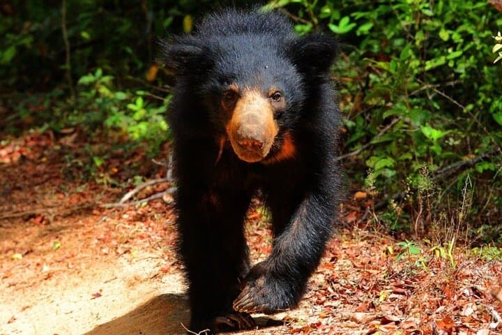 Wilpattu National Park Private Game Drive — Leopard & Elephant Safari in Sri Lanka photo 3