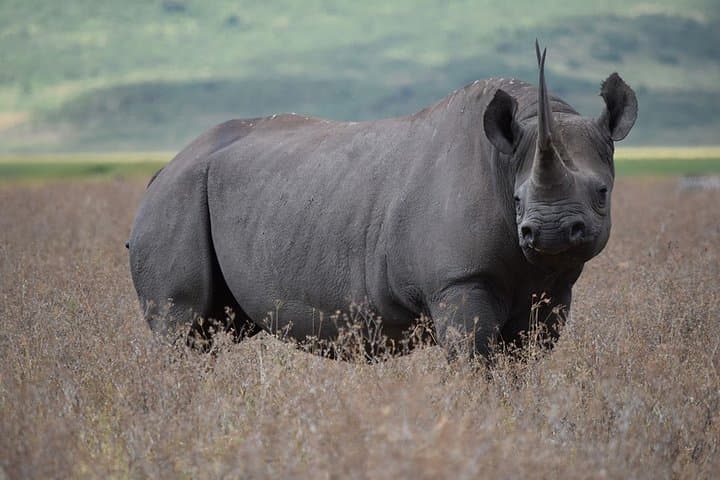 4-Day Big Five Safari: Tarangire, Ngorongoro & Lake Manyara from Arusha photo 4