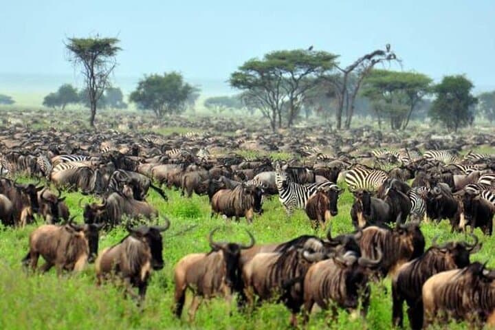4-Day Big Five Safari: Tarangire, Ngorongoro & Lake Manyara from Arusha photo 5