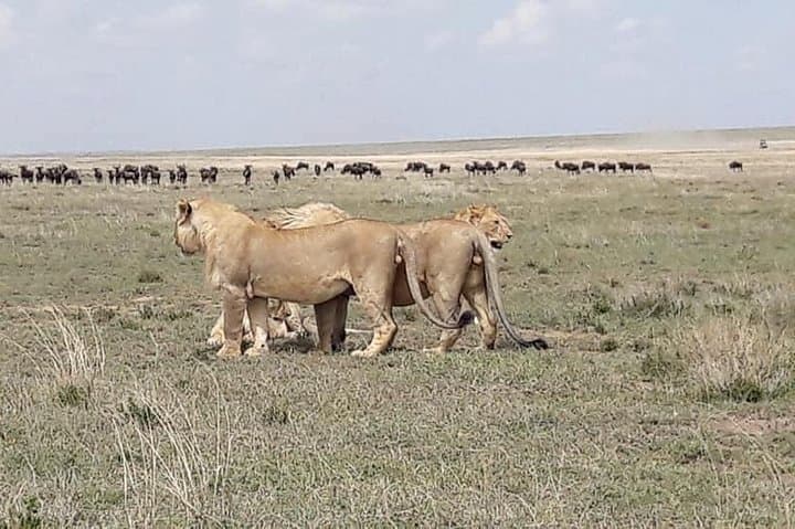 4-Day Big Five Safari: Tarangire, Ngorongoro & Lake Manyara from Arusha photo 6