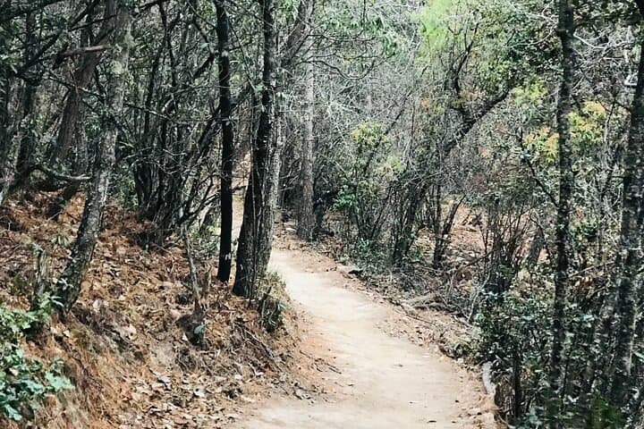 Cycling Thimphu Valley: Pine-Forest Trails, Dodina Loop & Rugged Sangaygang Route photo 5
