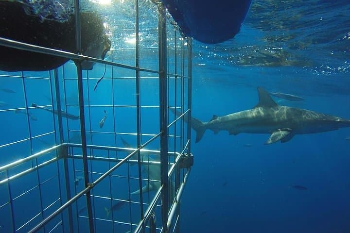 Cageless Shark Snorkel at Aliwal Shoal — Durban's Blacktip Shark Experience photo 3
