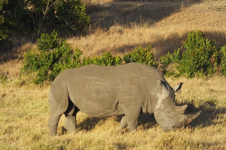 6-Day Amboseli, Lake Naivasha & Maasai Mara Safari – Kilimanjaro Views and Big Cats photo 6