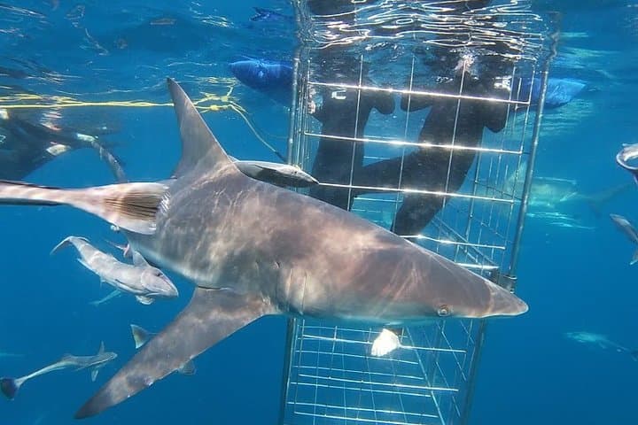 Cageless Shark Snorkel at Aliwal Shoal — Durban's Blacktip Shark Experience photo 4