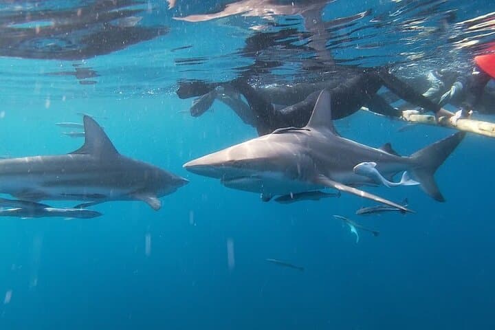 Cageless Shark Snorkel at Aliwal Shoal — Durban's Blacktip Shark Experience photo 5
