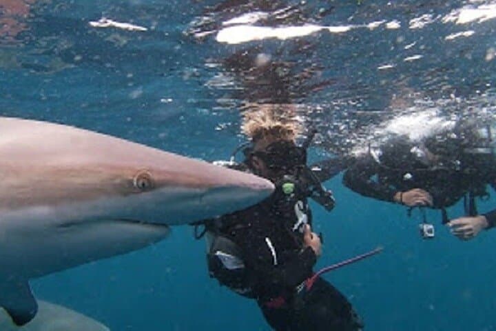 Cageless Shark Snorkel at Aliwal Shoal — Durban's Blacktip Shark Experience photo 6